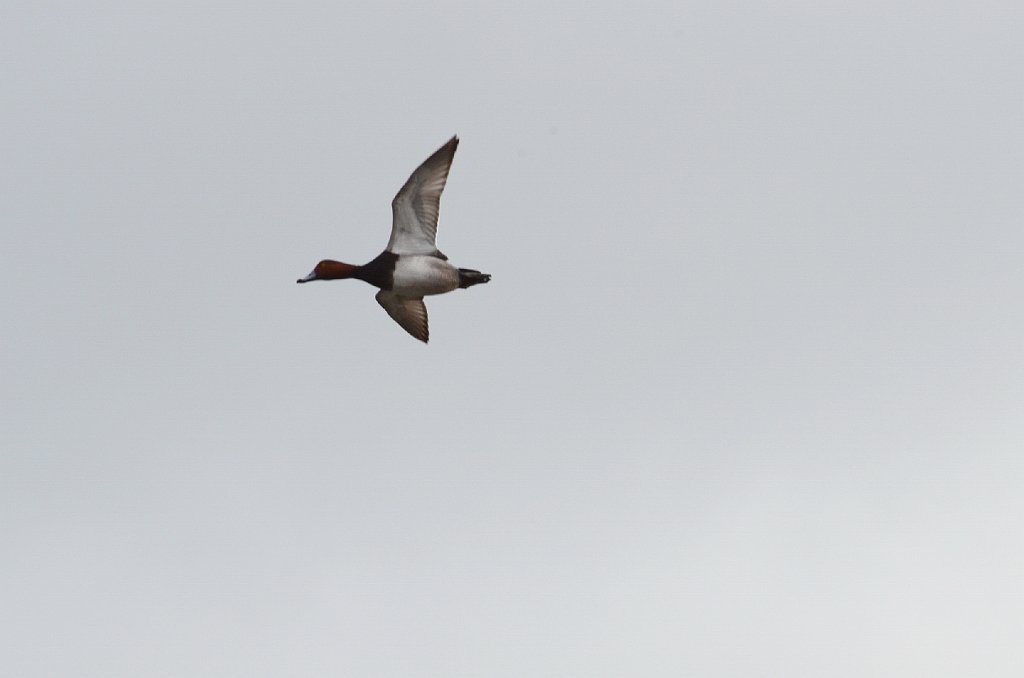 Duck, Redhead, 2012-12291334 South Padre Island, TX.JPG - Redhead. Convention Center, South Padre Island, TX, 12-29-2012